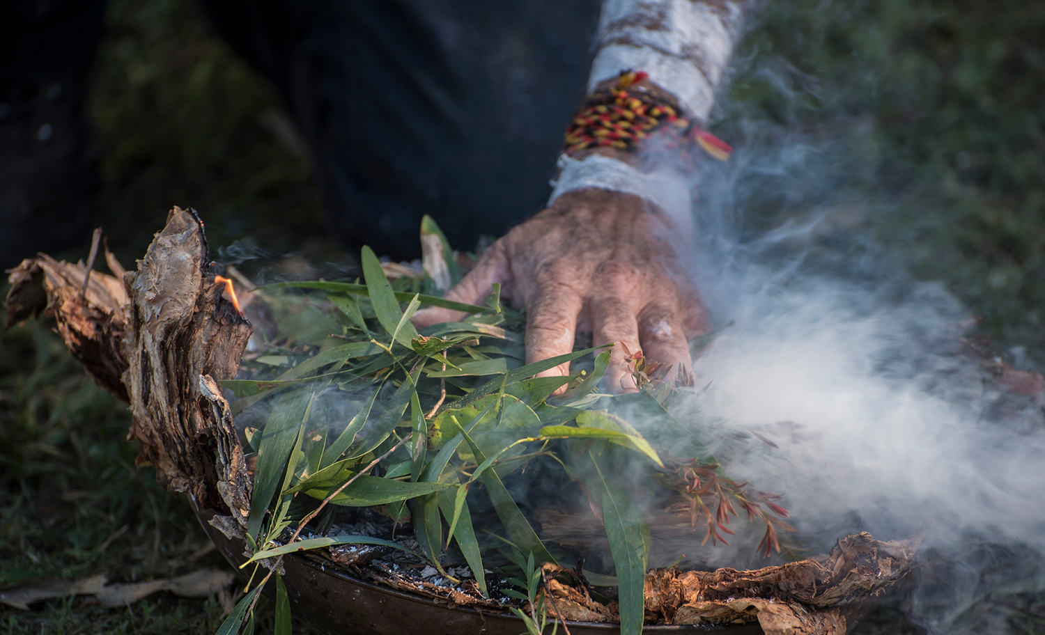 aboriginal elder hand places eucalyptus leaves on fire